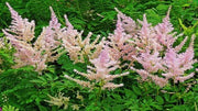 Astilbe simplicifolia 'Sprite' (Dwarf Astilbe)